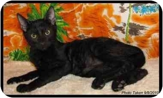 Bombay Kitten for Sale in Orlando, Florida - Mauli Bombay Kitten for Sale in Orlando, Florida - Mauli