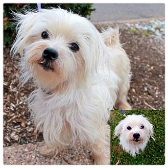 Maltese/Poodle (Miniature) Mix Dog for Sale in Westland, Michigan - Simon Maltese/Poodle (Miniature) Mix Dog for Sale in Westland, Michigan - Simon