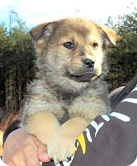 Shepherd (Unknown Type) Mix Puppy for Sale in Sussex, New Jersey - Teddy Shepherd (Unknown Type) Mix Puppy for Sale in Sussex, New Jersey - Teddy