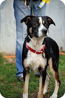 Border Collie Dog for Sale in Tinton Falls, New Jersey - Alice Border Collie Dog for Sale in Tinton Falls, New Jersey - Alice