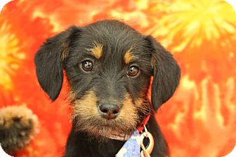 Terrier (Unknown Type, Medium) Mix Puppy for Sale in Broomfield, Colorado - BRECKenridge Terrier (Unknown Type, Medium) Mix Puppy for Sale in Broomfield, Colorado - BRECKenridge