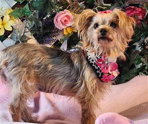 Pueblo Co Yorkie Yorkshire Terrier Meet Sophie A Pet For Adoption