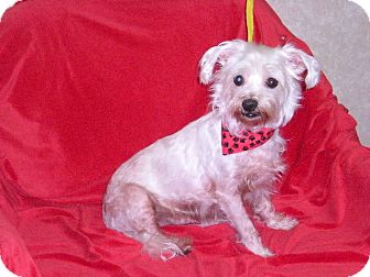 Maltese Mix Dog for Sale in New Castle, Pennsylvania - Maltese Mix Dog for Sale in New Castle, Pennsylvania -