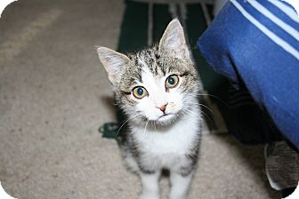 Domestic Shorthair Kitten for Sale in Kalispell, Montana - Hailley Domestic Shorthair Kitten for Sale in Kalispell, Montana - Hailley