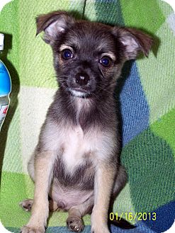Pomeranian/Chihuahua Mix Puppy for Sale in Sherman, Connecticut - Badger Betty's Dog Pomeranian/Chihuahua Mix Puppy for Sale in Sherman, Connecticut - Badger Betty's Dog