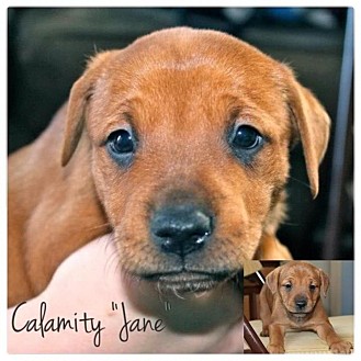 American Bulldog/American Pit Bull Terrier Mix Puppy for Sale in Westland, Michigan - Jane American Bulldog/American Pit Bull Terrier Mix Puppy for Sale in Westland, Michigan - Jane