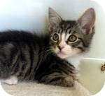 Domestic Mediumhair Kitten for Sale in Red Bluff, California - Zeb Domestic Mediumhair Kitten for Sale in Red Bluff, California - Zeb