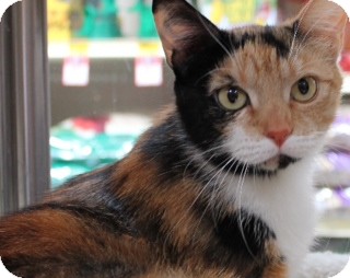 Domestic Shorthair Cat for Sale in Modesto, California - Matilda Domestic Shorthair Cat for Sale in Modesto, California - Matilda
