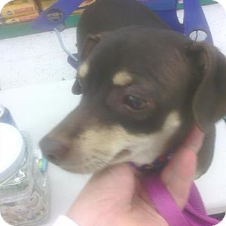 Dachshund/Chihuahua Mix Dog for Sale in Beckley, West Virginia - CoCoa Dachshund/Chihuahua Mix Dog for Sale in Beckley, West Virginia - CoCoa