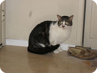 Domestic Shorthair Cat for Sale in Laguna Woods, California - mittens Domestic Shorthair Cat for Sale in Laguna Woods, California - mittens