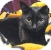 Domestic Shorthair Cat for Sale in Vancouver, British Columbia - Ebi Domestic Shorthair Cat for Sale in Vancouver, British Columbia - Ebi