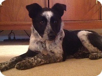 Australian Shepherd/Australian Cattle Dog Mix Puppy for Sale in Bedford, Virginia - Angel Australian Shepherd/Australian Cattle Dog Mix Puppy for Sale in Bedford, Virginia - Angel