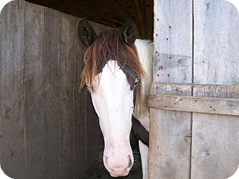 Paint/Pinto/Tennessee Walking Horse Mix for Sale in Lyles, Tennessee - Clover Paint/Pinto/Tennessee Walking Horse Mix for Sale in Lyles, Tennessee - Clover