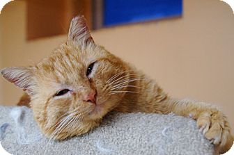 Domestic Shorthair Cat for Sale in Medford, Massachusetts - Roy Domestic Shorthair Cat for Sale in Medford, Massachusetts - Roy