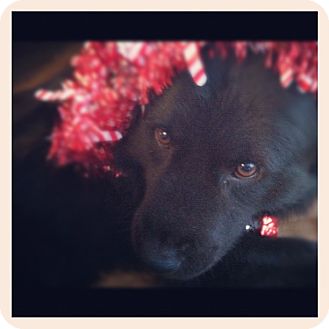 Chow Chow/Labrador Retriever Mix Dog for Sale in Shirley, New York - KING Chow Chow/Labrador Retriever Mix Dog for Sale in Shirley, New York - KING