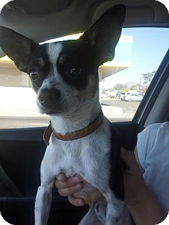 Chihuahua/Jack Russell Terrier Mix Dog for Sale in Scottsdale, Arizona - Dexter Chihuahua/Jack Russell Terrier Mix Dog for Sale in Scottsdale, Arizona - Dexter