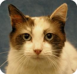Calico Cat for Sale in Sacramento, California - Elizabeth Calico Cat for Sale in Sacramento, California - Elizabeth