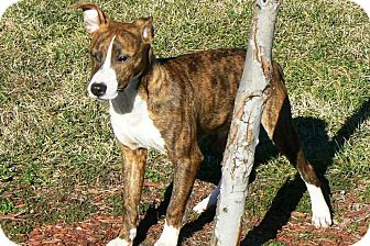 Jack Russell Terrier Mix Puppy for Sale in Ridgely, Maryland - Leon Jack Russell Terrier Mix Puppy for Sale in Ridgely, Maryland - Leon
