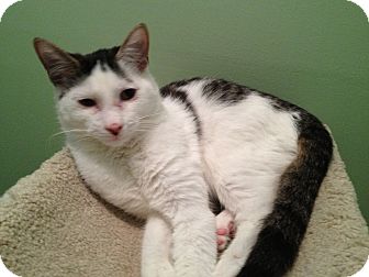 Domestic Shorthair Cat for Sale in East Hanover, New Jersey - Andy Domestic Shorthair Cat for Sale in East Hanover, New Jersey - Andy