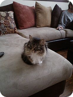 Domestic Longhair Cat for Sale in Laguna Woods, California - Emmy Domestic Longhair Cat for Sale in Laguna Woods, California - Emmy
