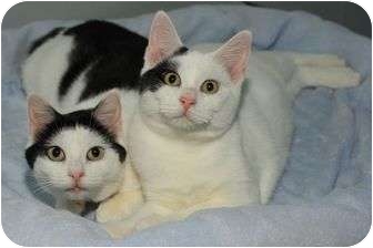 Domestic Shorthair Cat for Sale in Franklin, New York - Snookie Domestic Shorthair Cat for Sale in Franklin, New York - Snookie
