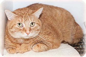 Domestic Shorthair Cat for Sale in Howell, Michigan - Lucy Domestic Shorthair Cat for Sale in Howell, Michigan - Lucy