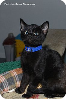 Domestic Shorthair Kitten for Sale in Lincoln, Nebraska - Beto Domestic Shorthair Kitten for Sale in Lincoln, Nebraska - Beto
