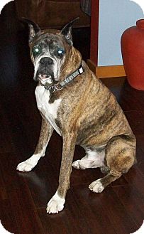 Boxer Dog for Sale in Emsdale (Huntsville), Ontario - Bimba - Boxer Boxer Dog for Sale in Emsdale (Huntsville), Ontario - Bimba - Boxer