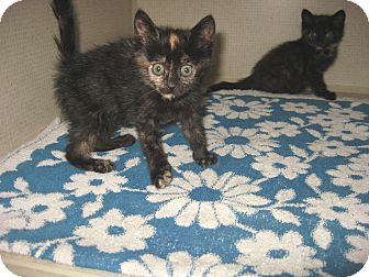 Domestic Shorthair Kitten for Sale in Hamilton, New Jersey - KIT KAT & REESE - 2012 Domestic Shorthair Kitten for Sale in Hamilton, New Jersey - KIT KAT & REESE - 2012