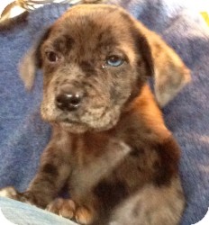 Labrador Retriever/Australian Cattle Dog Mix Puppy for Sale in Marlton, New Jersey - Baby Mason - 1 blue eye! Labrador Retriever/Australian Cattle Dog Mix Puppy for Sale in Marlton, New Jersey - Baby Mason - 1 blue eye!