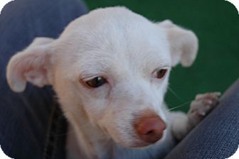 Chihuahua Dog for Sale in san antonio, Texas - Margie Chihuahua Dog for Sale in san antonio, Texas - Margie