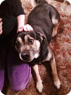 Shepherd (Unknown Type)/Rottweiler Mix Dog for Sale in Carey, Ohio - Remington Shepherd (Unknown Type)/Rottweiler Mix Dog for Sale in Carey, Ohio - Remington