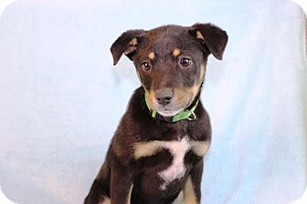 German Shepherd Dog Mix Puppy for Sale in Westminster, Colorado - Kiki German Shepherd Dog Mix Puppy for Sale in Westminster, Colorado - Kiki