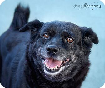 Schipperke/Pug Mix Dog for Sale in Phoenix, Arizona - MOLLY Schipperke/Pug Mix Dog for Sale in Phoenix, Arizona - MOLLY