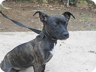 Chihuahua/Dachshund Mix Puppy for Sale in Chula Vista, California - Choka Chihuahua/Dachshund Mix Puppy for Sale in Chula Vista, California - Choka