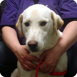 Labrador Retriever Mix Dog for Sale in hagerstown, Maryland - Bunker Labrador Retriever Mix Dog for Sale in hagerstown, Maryland - Bunker