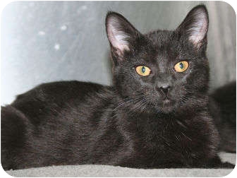 Domestic Shorthair Cat for Sale in Edmonton, Alberta - Kierra Domestic Shorthair Cat for Sale in Edmonton, Alberta - Kierra