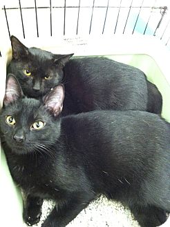 Domestic Shorthair Kitten for Sale in Riverhead, New York - Shadow Domestic Shorthair Kitten for Sale in Riverhead, New York - Shadow
