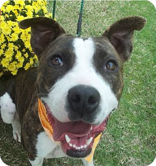 American Pit Bull Terrier Mix Dog for Sale in Conway, Arkansas - Sugar American Pit Bull Terrier Mix Dog for Sale in Conway, Arkansas - Sugar