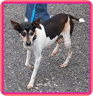 Rat Terrier Mix Dog for Sale in Spring Valley, New York - Mary Kay (Sweet Girl- $150 off Rat Terrier Mix Dog for Sale in Spring Valley, New York - Mary Kay (Sweet Girl- $150 off