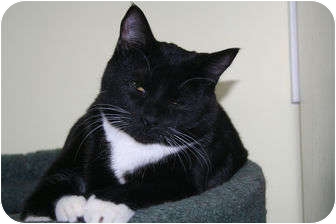 Domestic Shorthair Cat for Sale in Edmonton, Alberta - Tux Domestic Shorthair Cat for Sale in Edmonton, Alberta - Tux