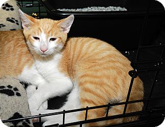 Domestic Shorthair Cat for Sale in Farmingdale, New York - Ian Domestic Shorthair Cat for Sale in Farmingdale, New York - Ian