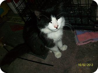 Domestic Mediumhair Kitten for Sale in Brea, California - Lil Belle Domestic Mediumhair Kitten for Sale in Brea, California - Lil Belle