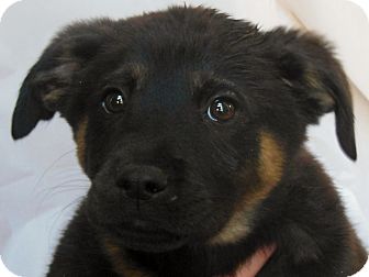 Rottweiler Mix Puppy for Sale in Thousand Oaks, California - Daisy Rottweiler Mix Puppy for Sale in Thousand Oaks, California - Daisy