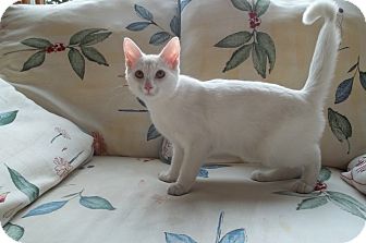 Domestic Shorthair Kitten for Sale in Acme, Pennsylvania - Gabby Domestic Shorthair Kitten for Sale in Acme, Pennsylvania - Gabby