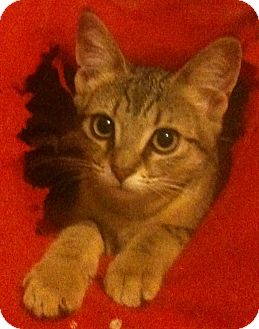 Domestic Shorthair Cat for Sale in Sterling Hgts, Michigan - Primrose Domestic Shorthair Cat for Sale in Sterling Hgts, Michigan - Primrose