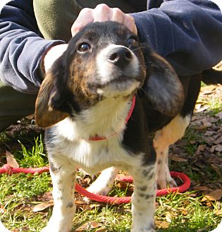 Beagle Mix Puppy for Sale in manasquam, New Jersey - Benny Beagle Mix Puppy for Sale in manasquam, New Jersey - Benny