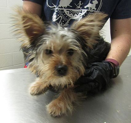 Raleigh Nc Yorkie Yorkshire Terrier Meet Callum A Pet For Adoption