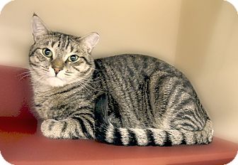 Domestic Shorthair Kitten for Sale in Richmond, Virginia - Brinks Domestic Shorthair Kitten for Sale in Richmond, Virginia - Brinks