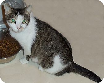 Domestic Shorthair Cat for Sale in Catasauqua, Pennsylvania - Brenda Domestic Shorthair Cat for Sale in Catasauqua, Pennsylvania - Brenda